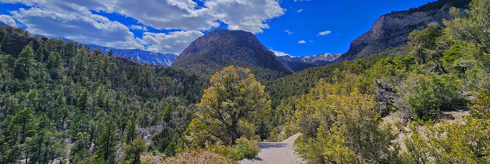 View Down That First Hill Up Kyle Canyon | Eagles Nest Loop | Mt Charleston Wilderness | Spring Mountains, Nevada