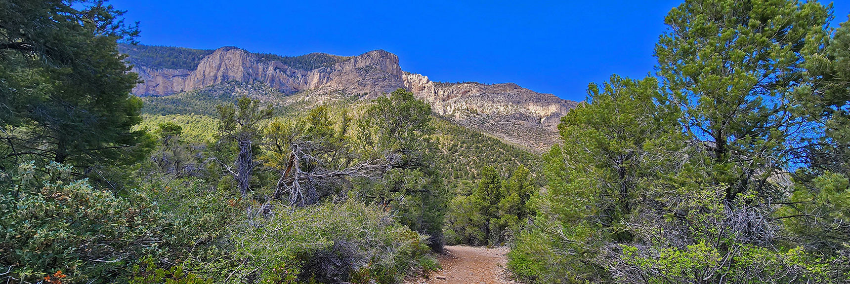 Upper Loop is Forested; Lower Loop More Like a Mountain Meadow | Eagles Nest Loop | Mt Charleston Wilderness | Spring Mountains, Nevada