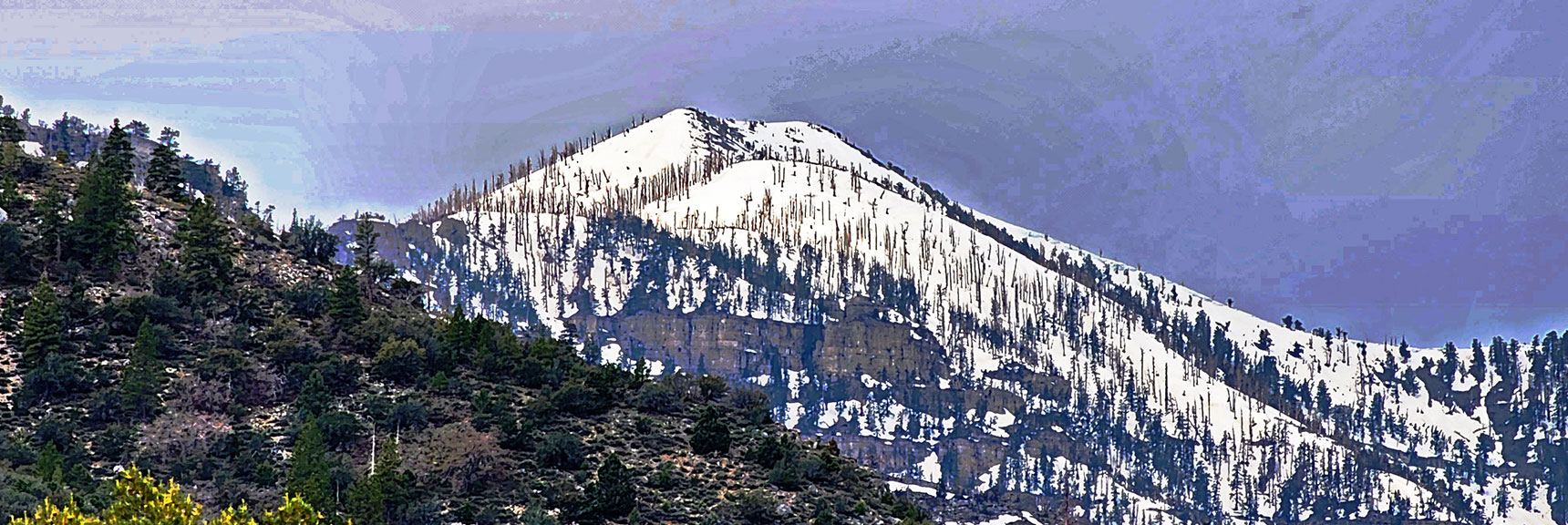 View Up to Griffith Peak | Escarpment Trail | Mt Charleston Wilderness | Spring Mountains, Nevada