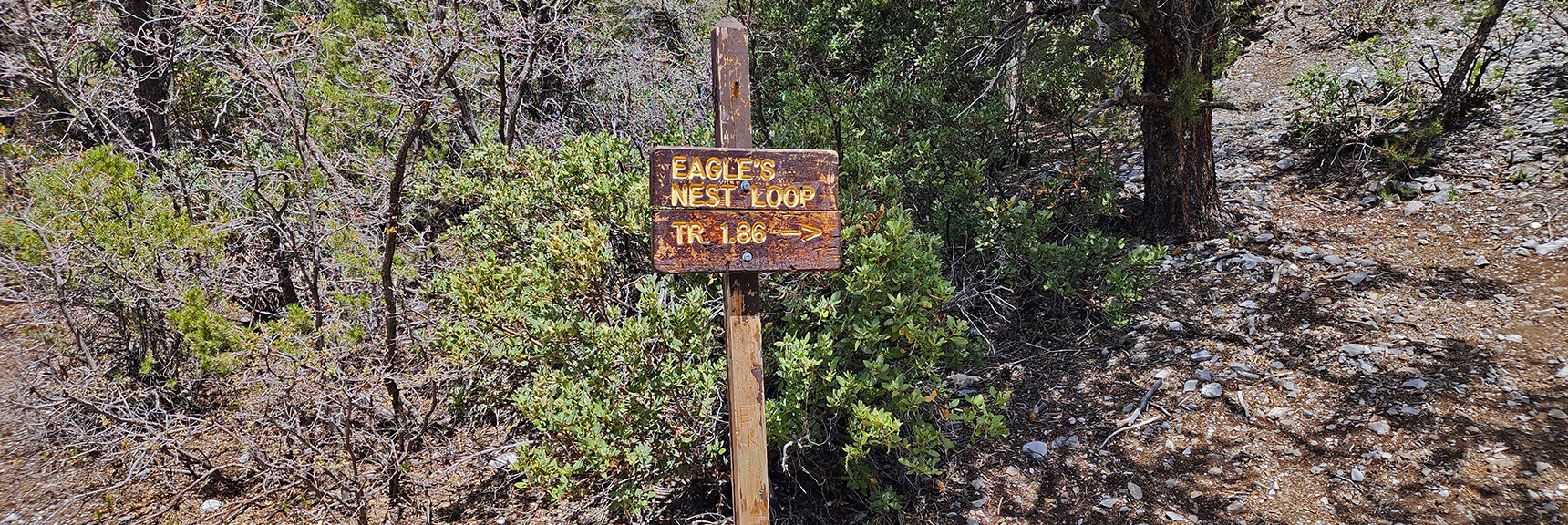 Right Turn for Eagle's Nest Loop, Left Turn for Fletcher Canyon | Fletcher Canyon Trail | Mt Charleston Wilderness | Spring Mountains, Nevada