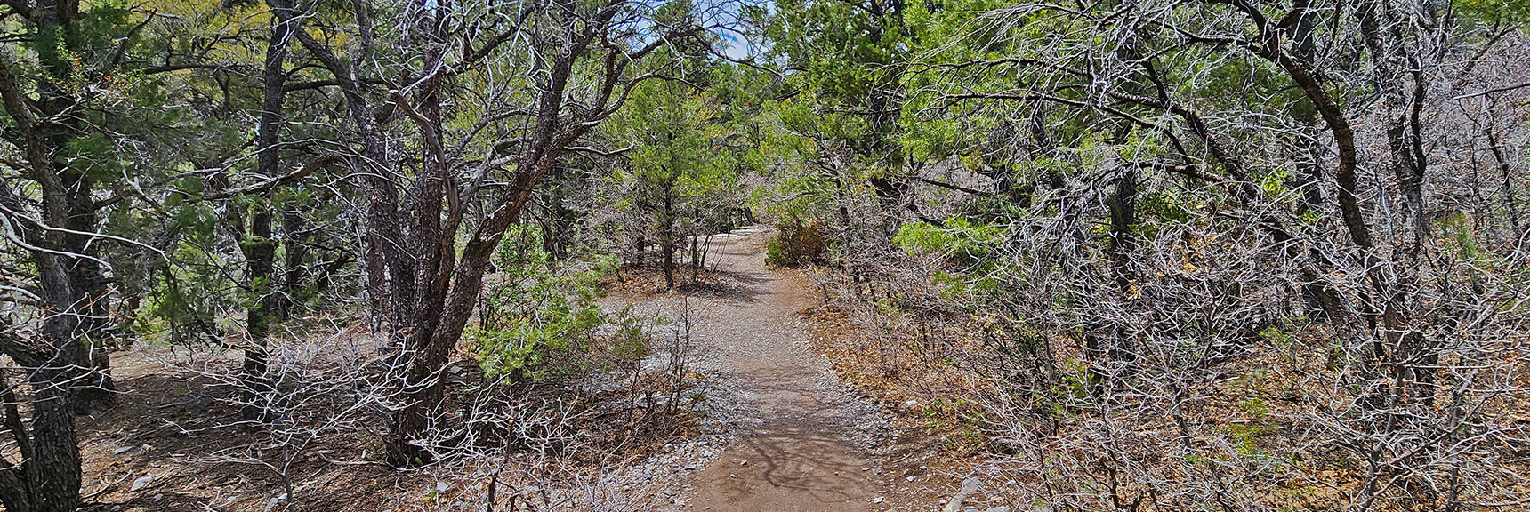 Beautiful, Forested Trail | Fletcher Canyon Trail | Mt Charleston Wilderness | Spring Mountains, Nevada