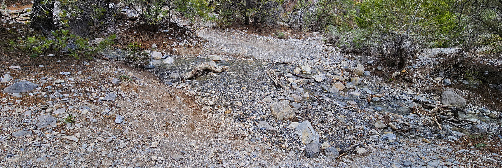 Many Creek Crossings Today. All Shallow. Can Maintain Dry Shoes. | Fletcher Canyon Trail | Mt Charleston Wilderness | Spring Mountains, Nevada