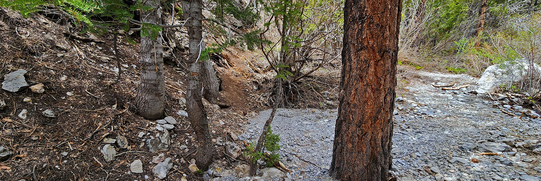 Good Trail Ends Here, Narrow Trail Continues to Left | Fletcher Canyon Trail | Mt Charleston Wilderness | Spring Mountains, Nevada