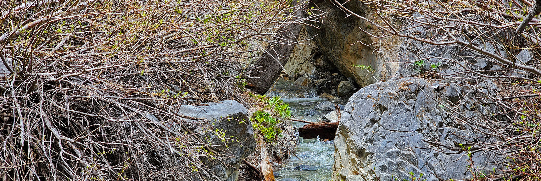 Further Up the Canyon Narrows | Fletcher Canyon Trail | Mt Charleston Wilderness | Spring Mountains, Nevada