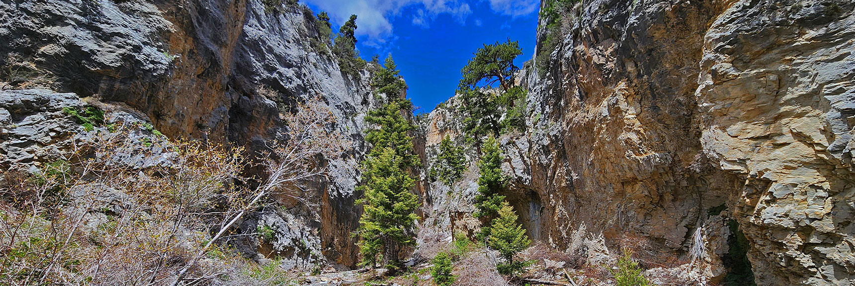 Rock, Water, Trees Create Countless Unique Photo Opportunities | Fletcher Canyon Trail | Mt Charleston Wilderness | Spring Mountains, Nevada