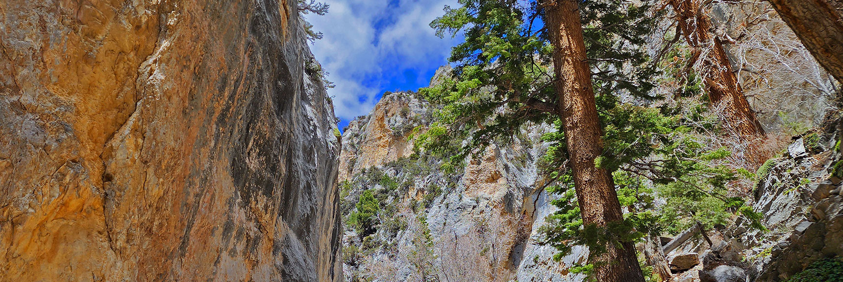 Continuing Up the Narrow Canyon. Took the Right Branch Below | Fletcher Canyon Trail | Mt Charleston Wilderness | Spring Mountains, Nevada