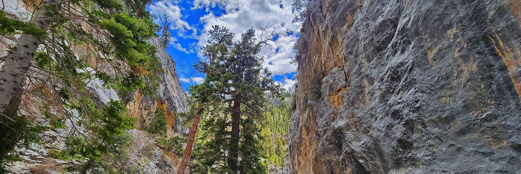 Incredible Sites Everywhere You Look | Fletcher Canyon Trail | Mt Charleston Wilderness | Spring Mountains, Nevada
