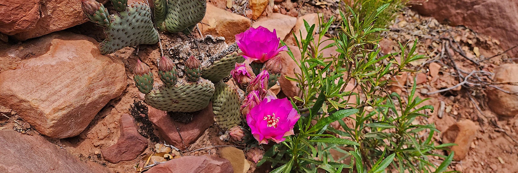 Beavertail Cactus | Juniper Canyon | Red Rock Canyon National Conservation Area, Nevada | David Smith | LasVegasAreaTrails.com