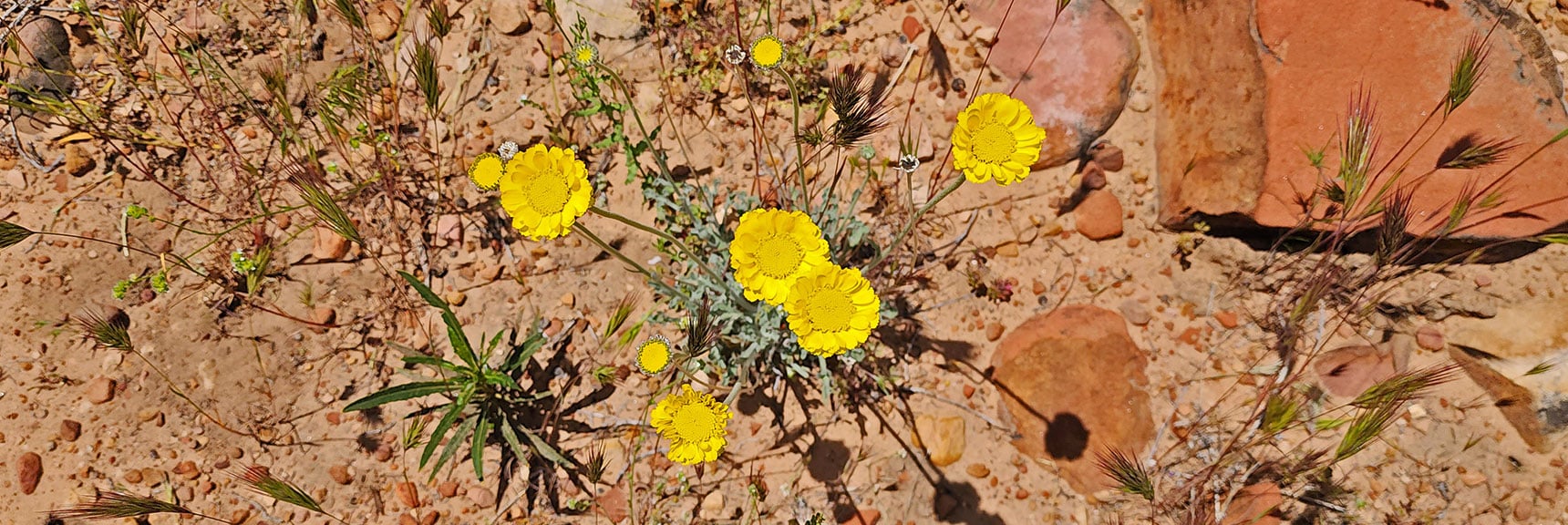 Desert Marigold (Baileya multiradiata) : Annual Mojave Desert Wildflowers | Juniper Canyon | Red Rock Canyon National Conservation Area, Nevada | David Smith | LasVegasAreaTrails.com