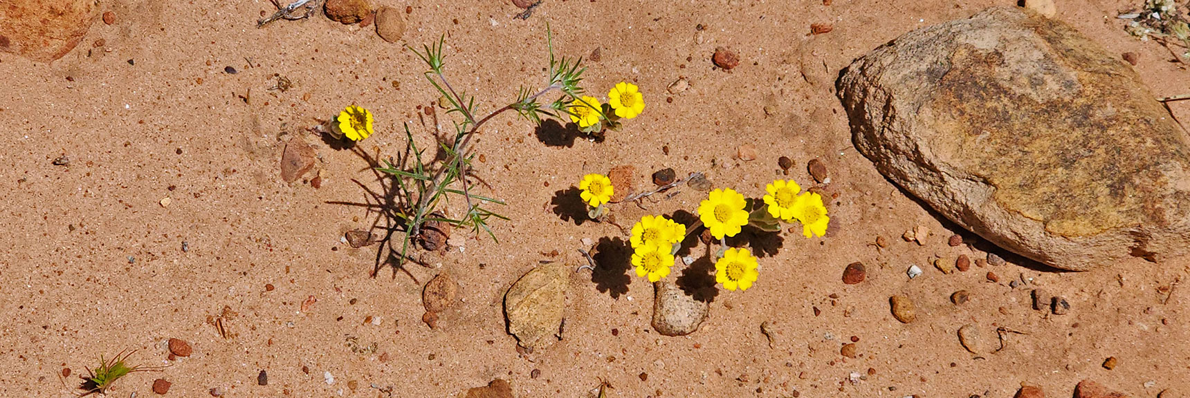 California Coreopsis, Leptosyne Californica : Annual Mojave Desert Wildflowers | Juniper Canyon | Red Rock Canyon National Conservation Area, Nevada | David Smith | LasVegasAreaTrails.com