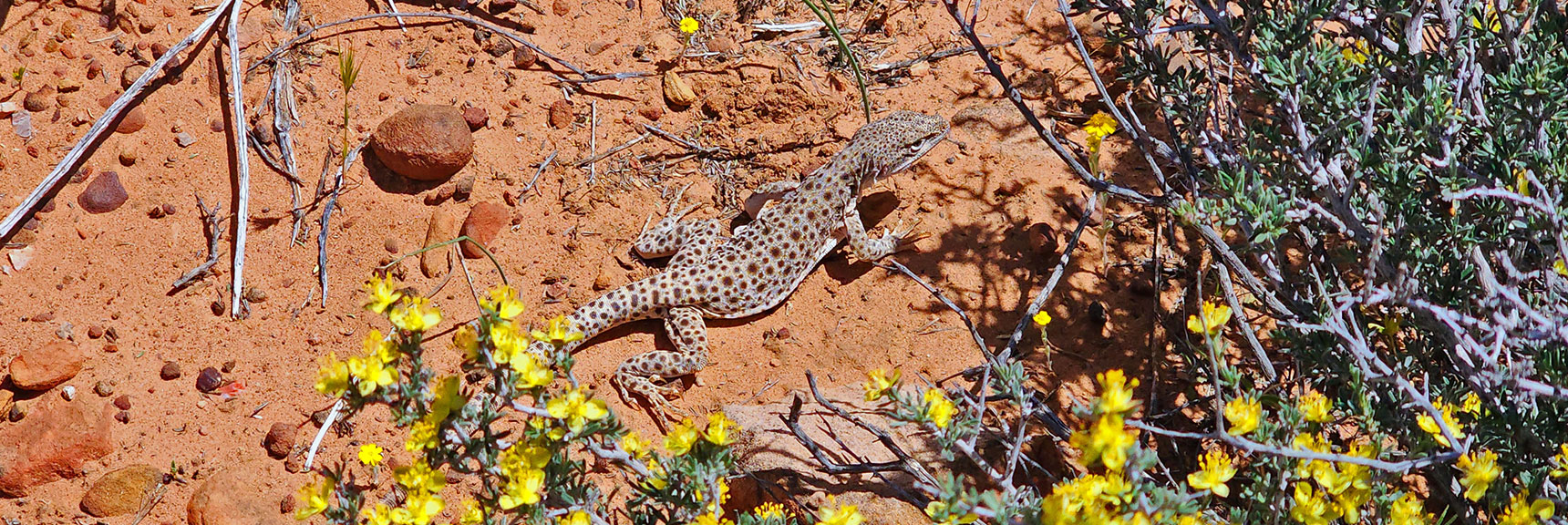Long-nosed Leopard Lizard (Gambelia Wislizenii) : Annual Mojave Desert Wildflowers | Juniper Canyon | Red Rock Canyon National Conservation Area, Nevada | David Smith | LasVegasAreaTrails.com