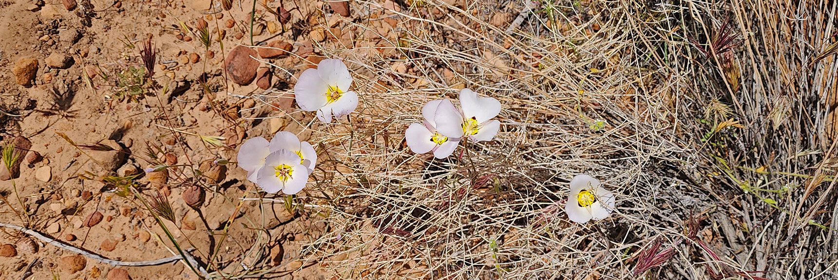 Straggling Mariposa Lily : Annual Mojave Desert Wildflowers | Juniper Canyon | Red Rock Canyon National Conservation Area, Nevada | David Smith | LasVegasAreaTrails.com