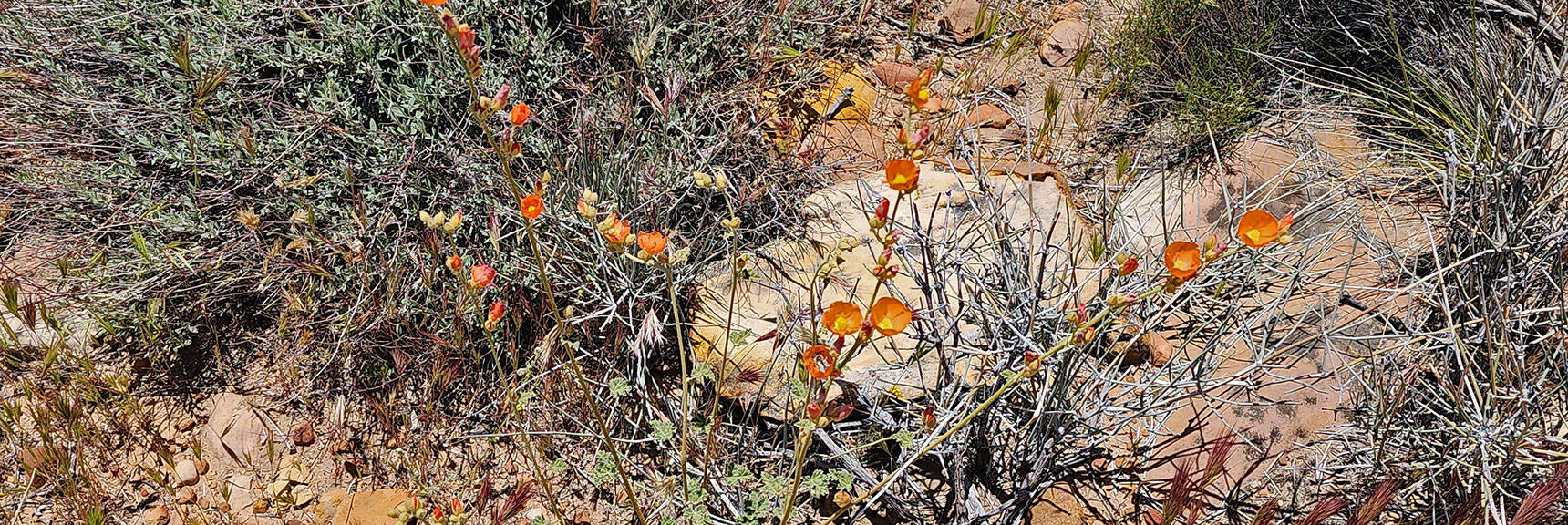 California Poppy : Annual Mojave Desert Wildflowers | Juniper Canyon | Red Rock Canyon National Conservation Area, Nevada | David Smith | LasVegasAreaTrails.com