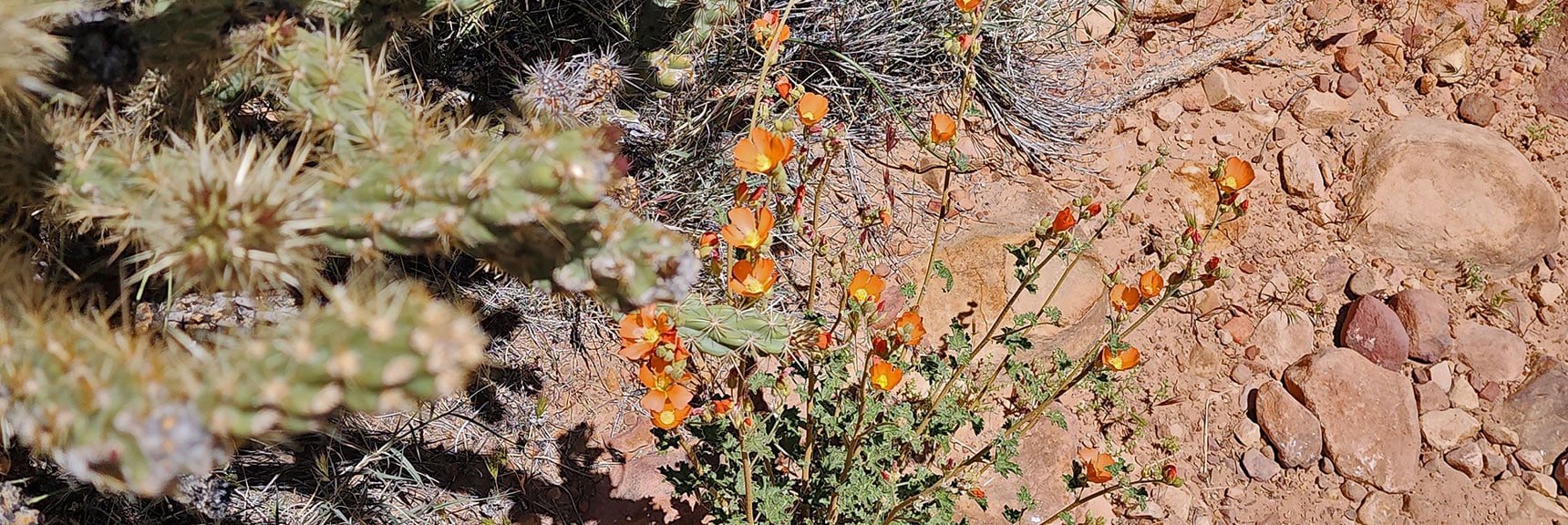 California Poppy : Annual Mojave Desert Wildflowers | Juniper Canyon | Red Rock Canyon National Conservation Area, Nevada | David Smith | LasVegasAreaTrails.com