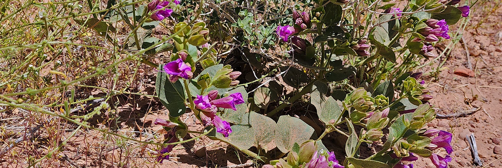 Pediomelum Castoreum or Pediomelum Megalanthum : Annual Mojave Desert Wildflowers | Juniper Canyon | Red Rock Canyon National Conservation Area, Nevada | David Smith | LasVegasAreaTrails.com