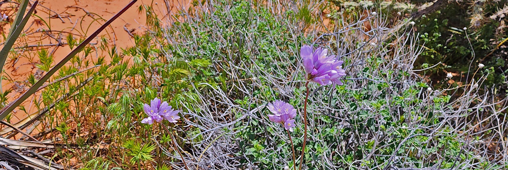 Mojave Aster (Xylorhiza tortifolia) : Annual Mojave Desert Wildflowers | Juniper Canyon | Red Rock Canyon National Conservation Area, Nevada | David Smith | LasVegasAreaTrails.com