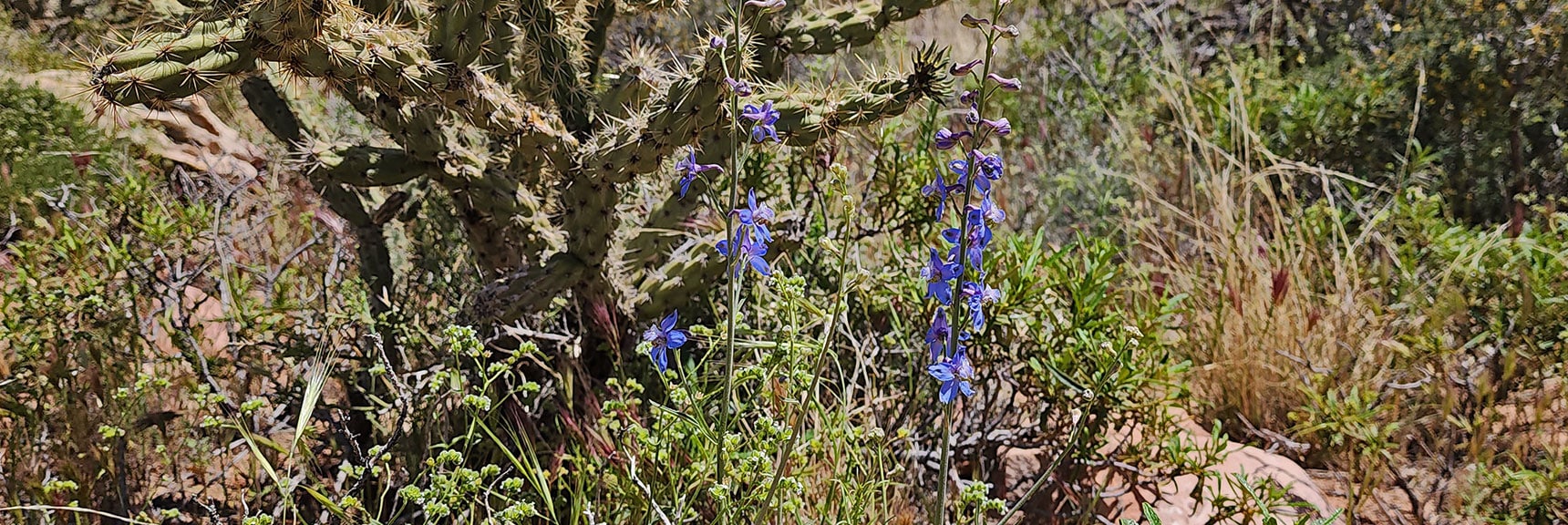 Desert Lupine : Annual Mojave Desert Wildflowers | Juniper Canyon | Red Rock Canyon National Conservation Area, Nevada | David Smith | LasVegasAreaTrails.com