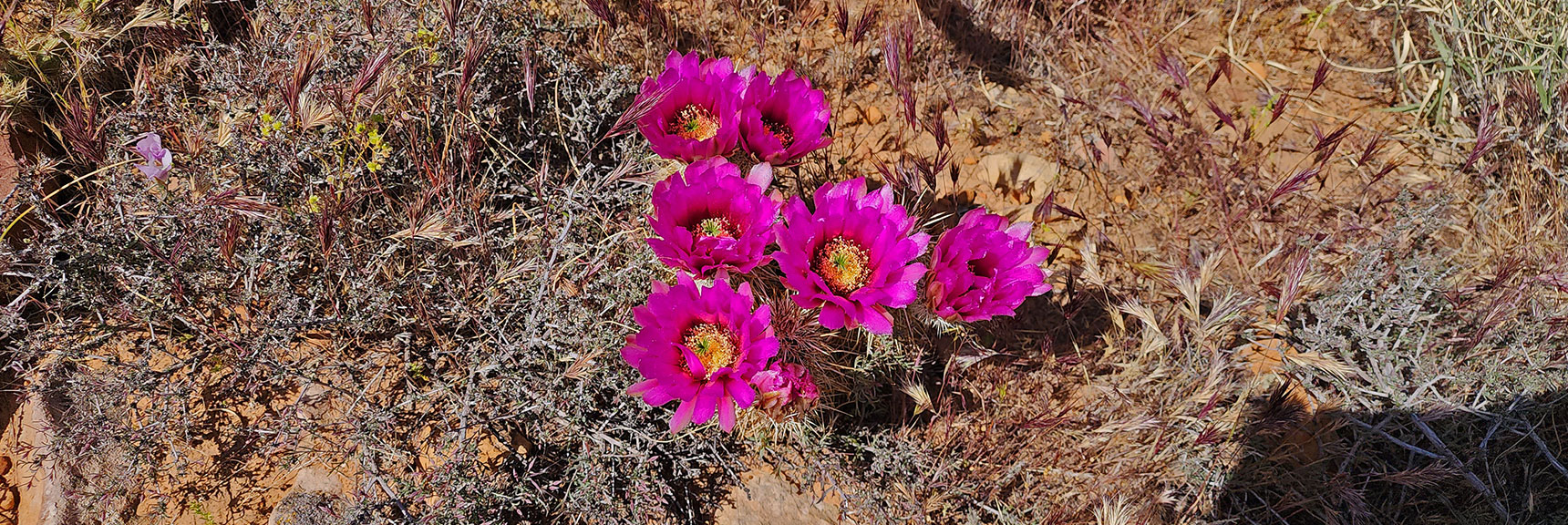 Strawberry Hedgehog Cactus | Juniper Canyon | Red Rock Canyon NCA, Nevada