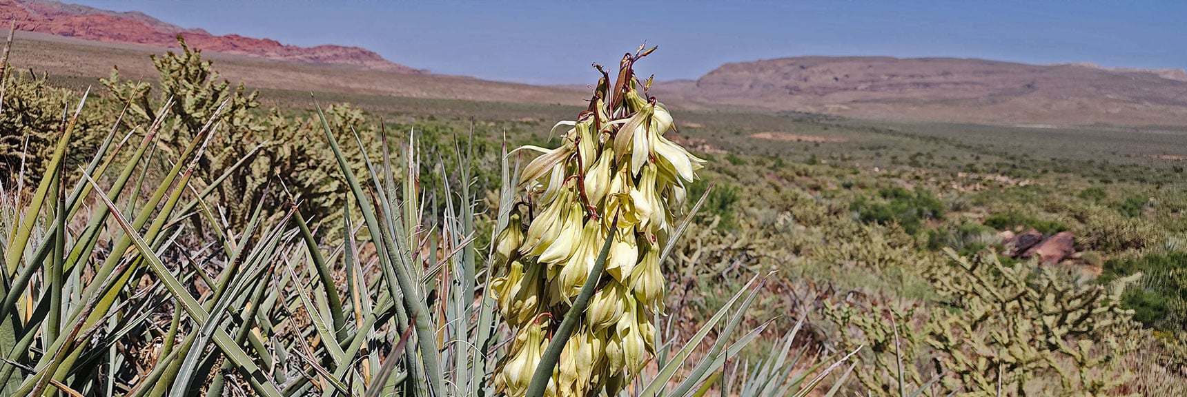 Mojave Yucca Blooms | Juniper Canyon | Red Rock Canyon NCA, Nevada