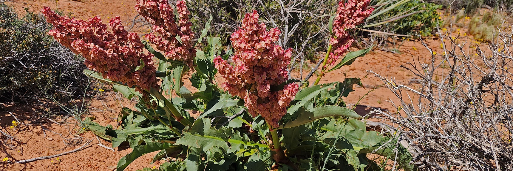 Wild Rhubarb | Juniper Canyon | Red Rock Canyon NCA, Nevada