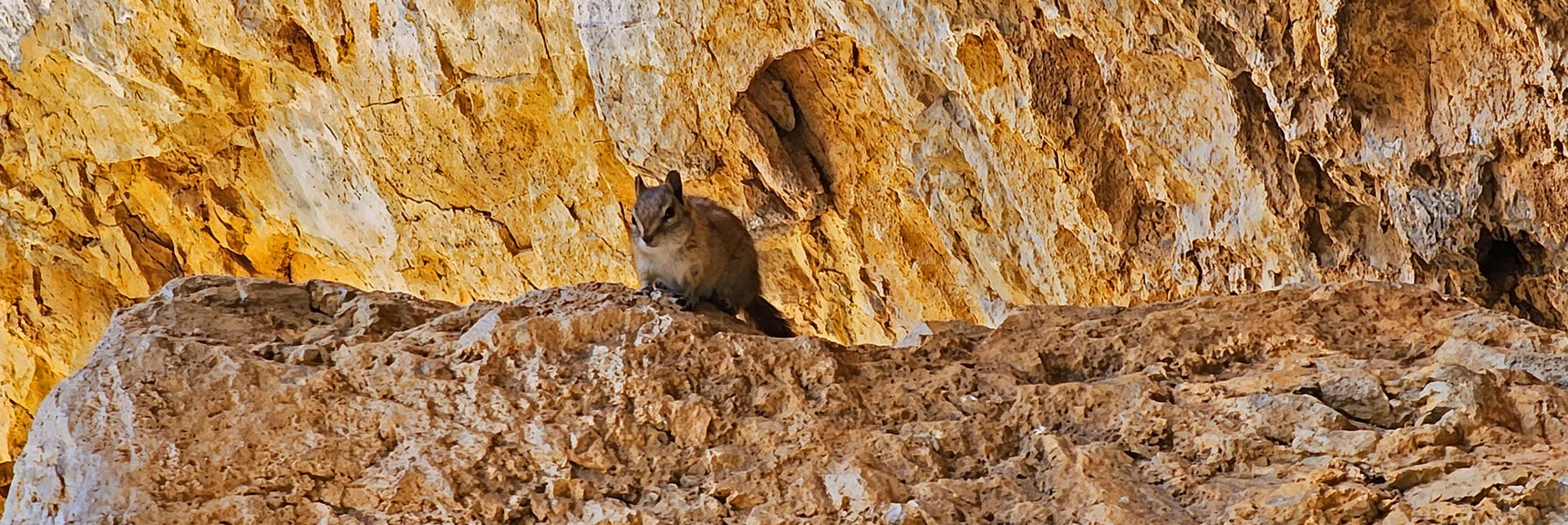 One of a Few Ambitious Cave Inhabitants Looking to Share My Lunch | Mary Jane Falls | Mt. Charleston Wilderness | Spring Mountains, Nevada
