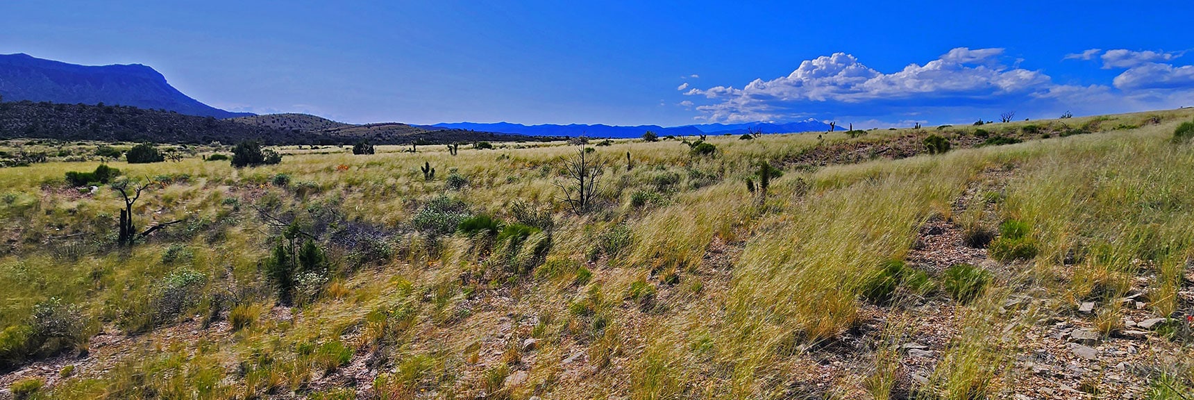 Huge Beautiful Field of Spring Grass Waving in the Wind. | Mt Wilson to Hidden Peak | Upper Crest Ridgeline | Rainbow Mountain Wilderness, Nevada