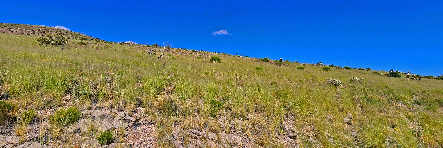 Tall Grass Waving in the Wind. Looking Back Across Area Just Traversed | Mt Wilson to Hidden Peak | Upper Crest Ridgeline | Rainbow Mountain Wilderness, Nevada