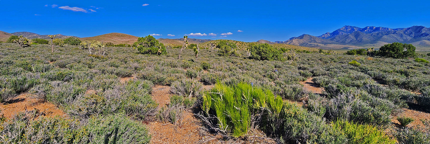 Wavy Grass Field Gives Way to Lower Sage Field. Potosi Mt. on Right | Mt Wilson to Hidden Peak | Upper Crest Ridgeline | Rainbow Mountain Wilderness, Nevada