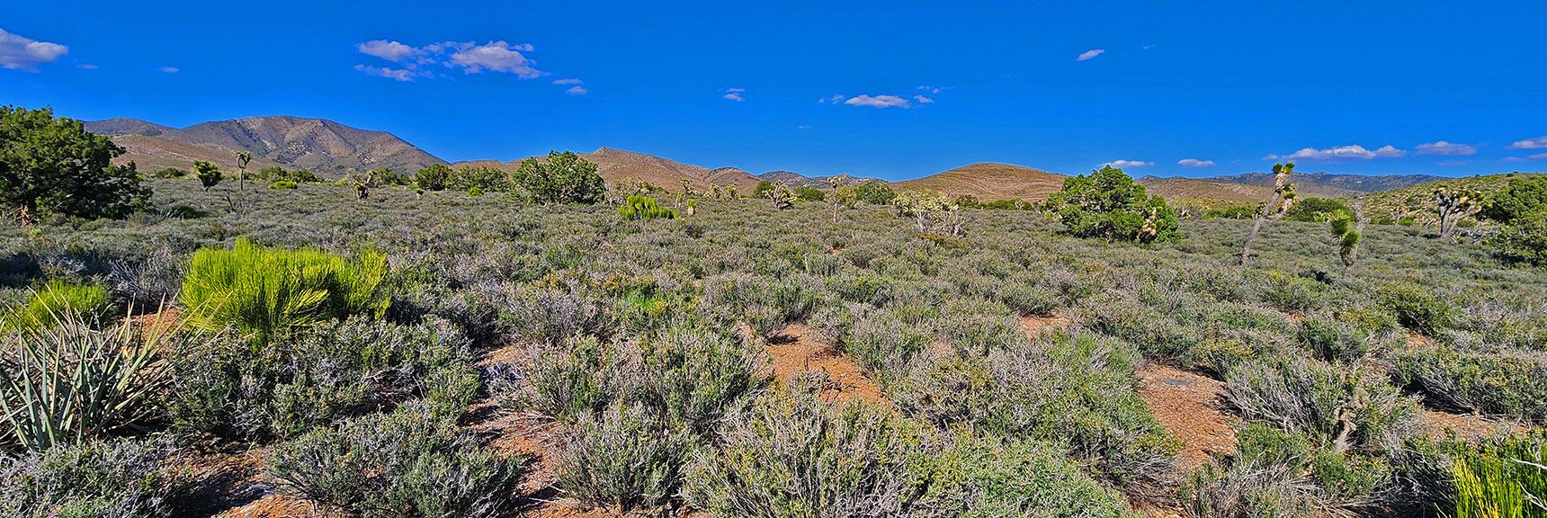 Weaving Through This Beautiful Lower Sage Field, Nearing Start/End Point | Mt Wilson to Hidden Peak | Upper Crest Ridgeline | Rainbow Mountain Wilderness, Nevada