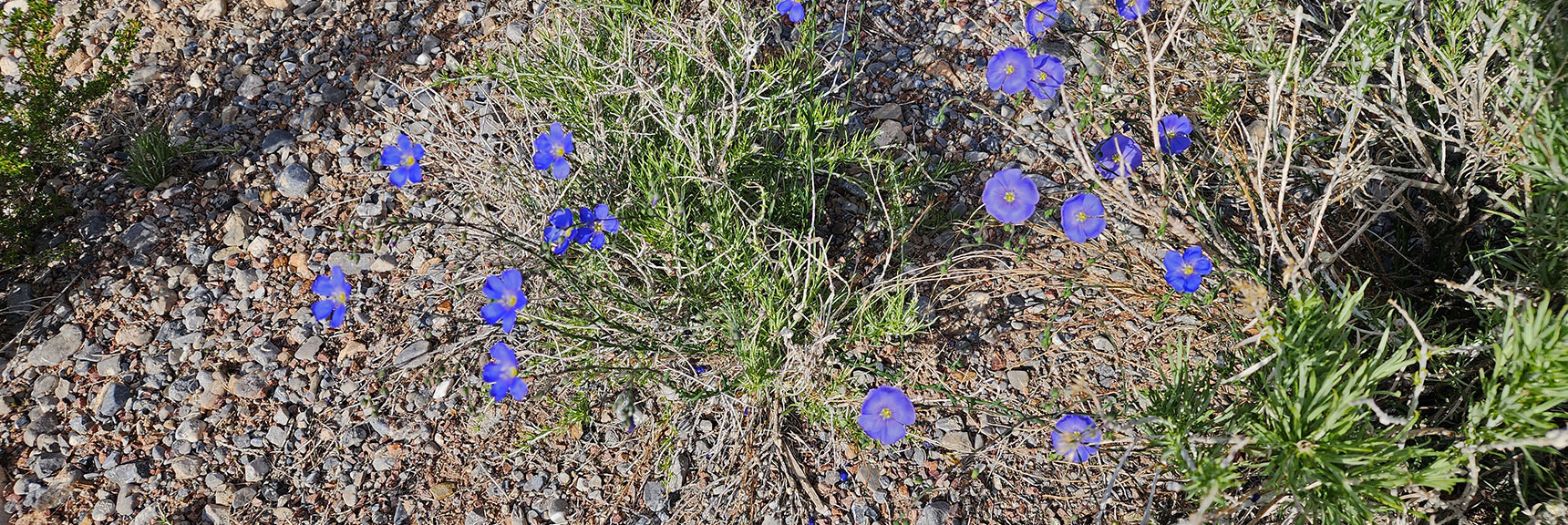 Collecting Now, Will Identify Later | Flowers Above 5000ft | LasVegasAreaTrails.com | Southwestern US | Eagle's Nest Loop, Kyle Canyon, Nevada