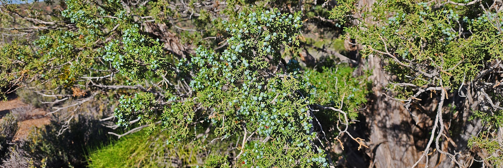 Collecting Now, Will Identify Later | Plants Above 5000ft | LasVegasAreaTrails.com | Southwestern US | Lovell Canyon, Nevada