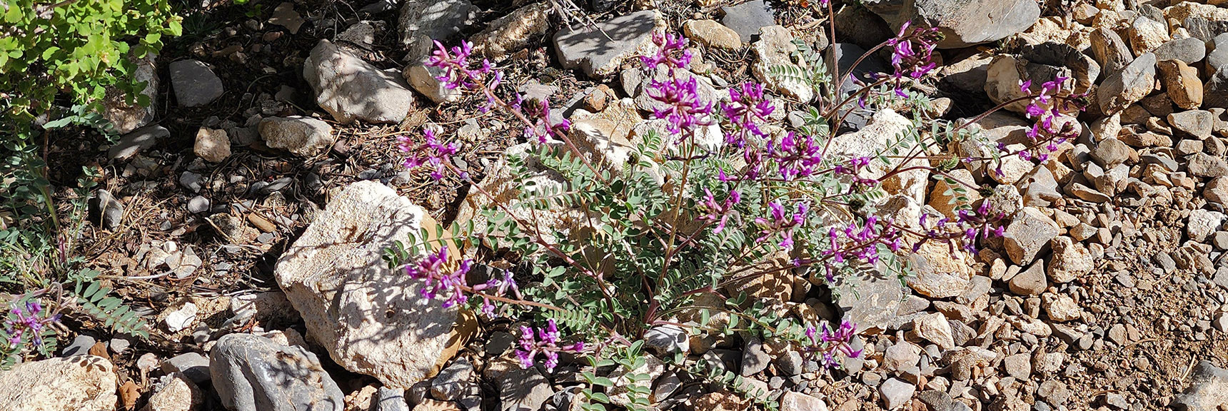 Collecting Now, Will Identify Later | Flowers Above 5000ft | LasVegasAreaTrails.com | Southwestern US | Eagle's Nest Loop, Kyle Canyon, Nevada