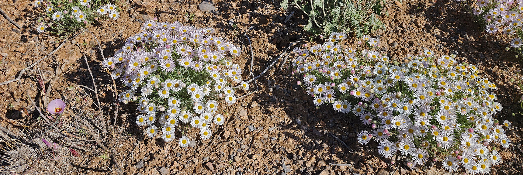 Collecting Now, Will Identify Later | Flowers Above 5000ft | LasVegasAreaTrails.com | Southwestern US | Lovell Canyon, Nevada