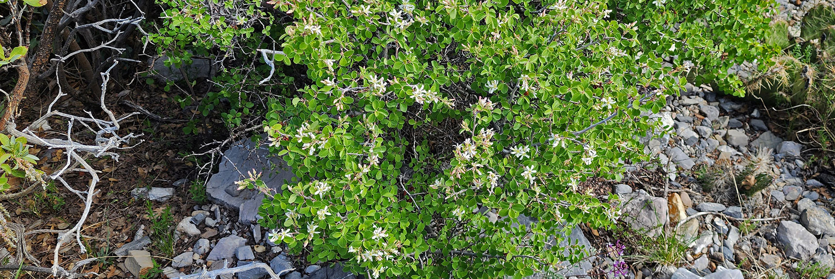 Collecting Now, Will Identify Later | Flowers Above 5000ft | LasVegasAreaTrails.com | Southwestern US | Eagle's Nest Loop, Kyle Canyon, Nevada