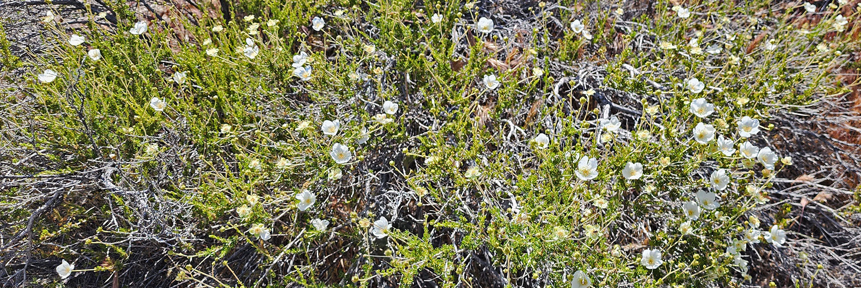 Collecting Now, Will Identify Later | Flowers Above 5000ft | LasVegasAreaTrails.com | Southwestern US | Lovell Canyon, Nevada