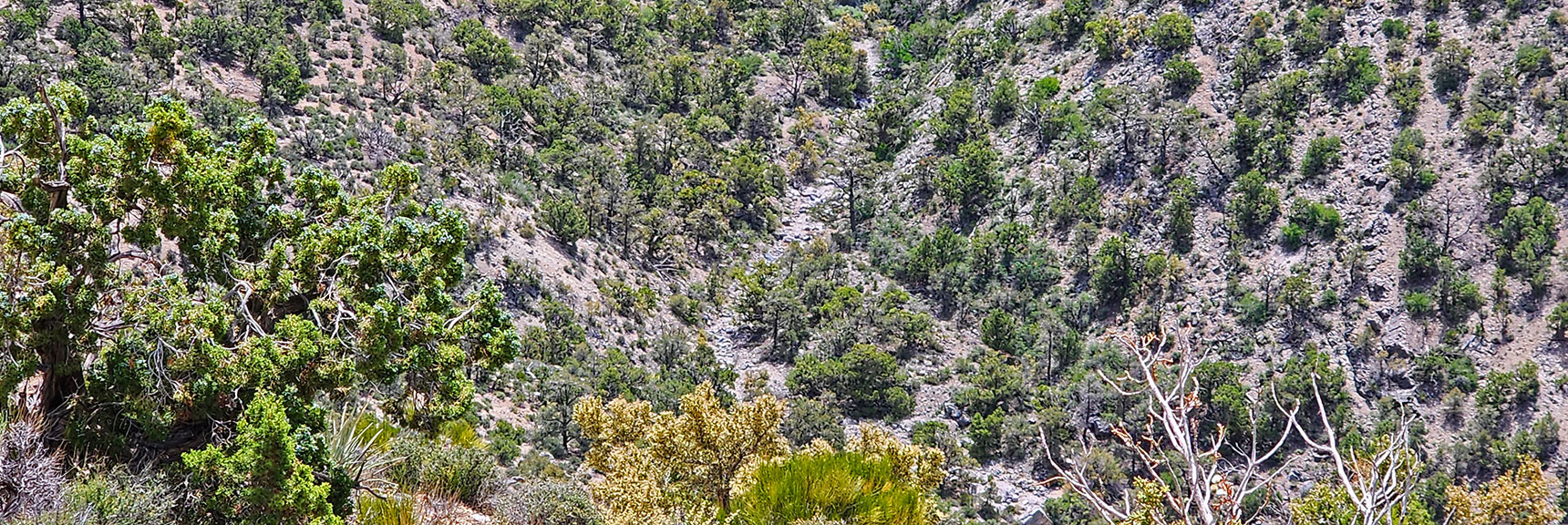 View Down into the Base of South Spring Canyon | Juniper Peak to Mt. Wilson | Rainbow Mountains Upper Crest Ridgeline, Nevada