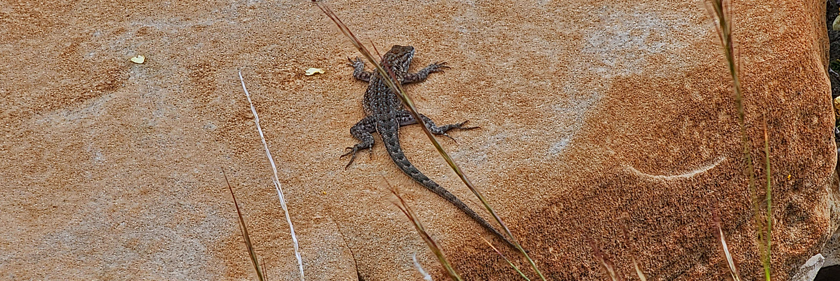 Common Side Blotched Lizard, Lives Throughout Mojave Desert | Juniper Peak to Mt. Wilson | Rainbow Mountains Upper Crest Ridgeline, Nevada