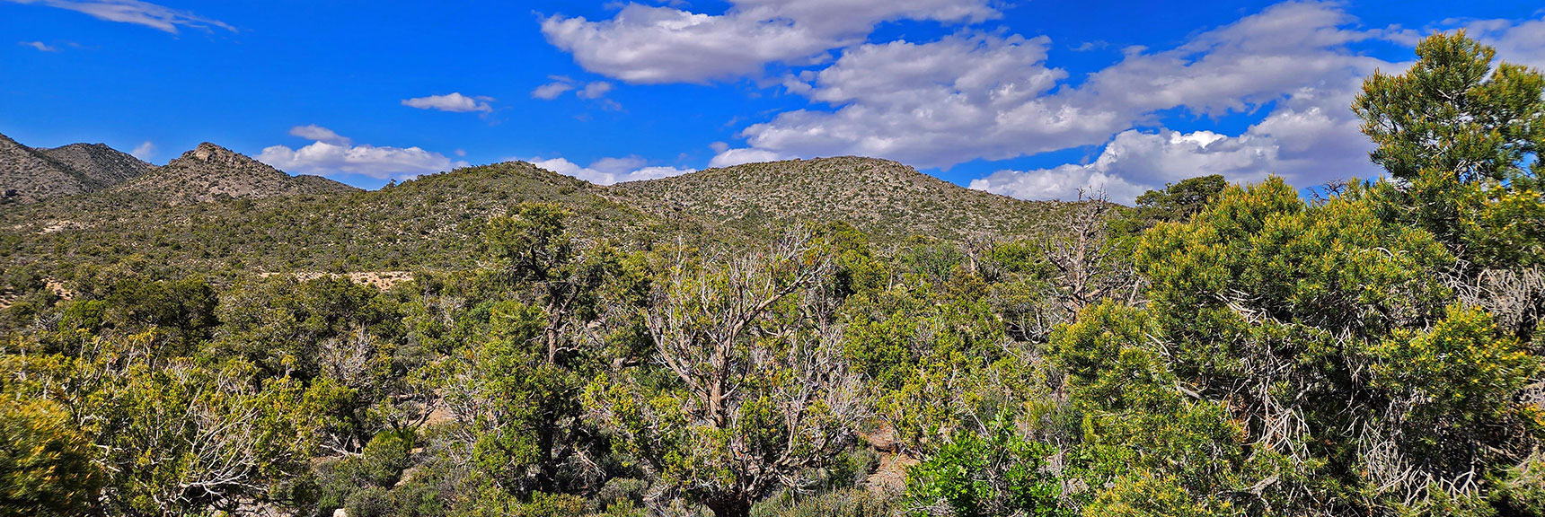 Wolverine Ridge Center Right. Will Skirt North Side of Ridge. | Little Zion | Rainbow Mountain Wilderness, Nevada