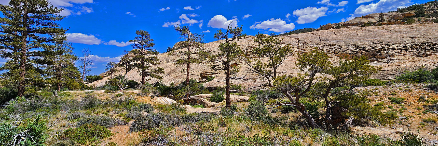 Wandering Through Little Zion Meadow. Monument & Hidden Peak Background | Little Zion | Rainbow Mountain Wilderness, Nevada