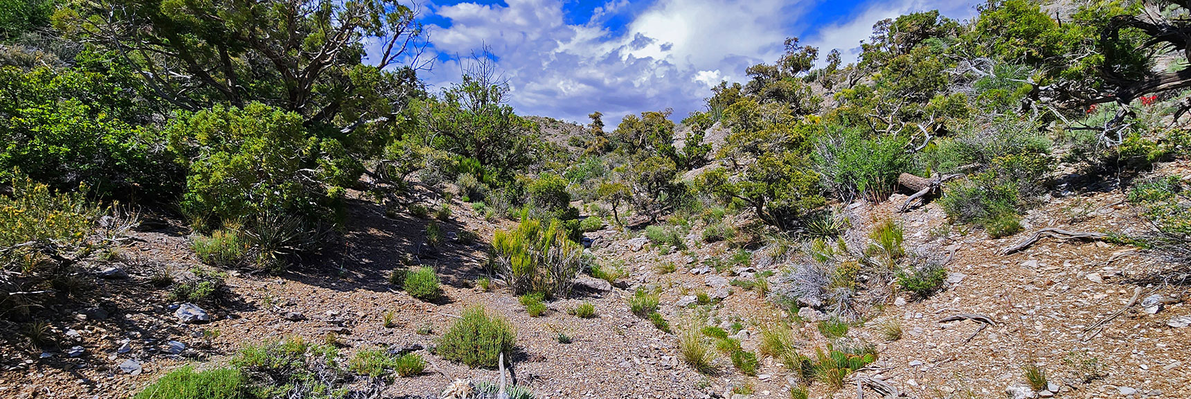 About 1000ft North of Little Zion Trail, on Ridgeline Trail There's Access to Main Approach Trail. | Little Zion | Rainbow Mountain Wilderness, Nevada