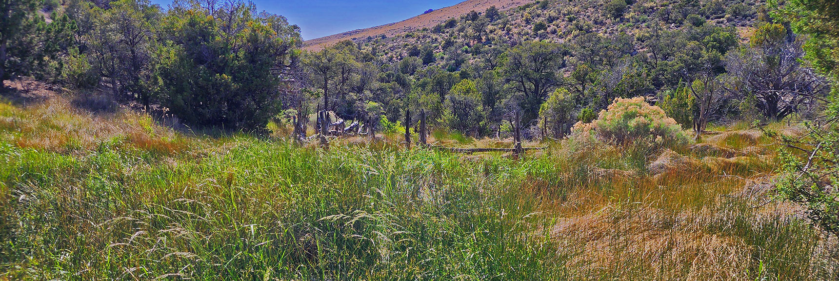 Bootleg Spring Features Tall "Rattlesnake" Grass Meadow with Deep Spongy Snake-Hiding Base. | Little Zion | Rainbow Mountain Wilderness, Nevada