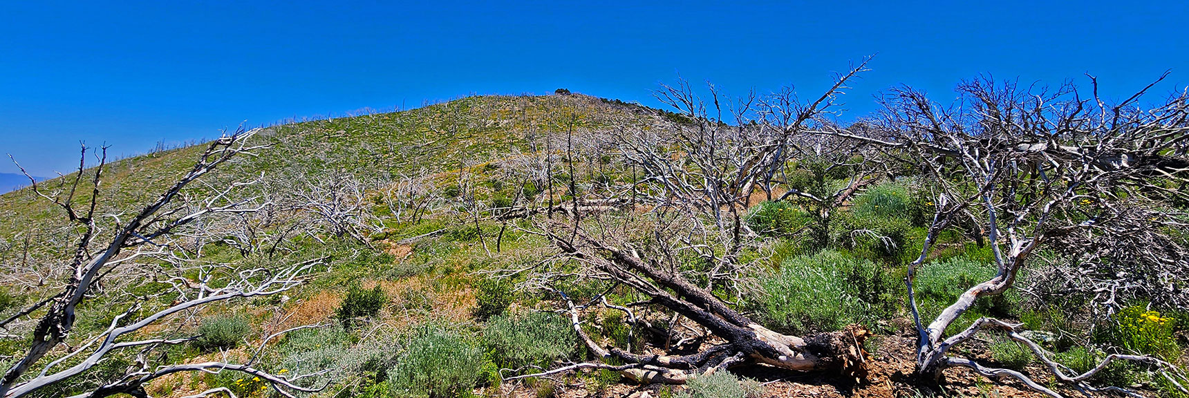 View Back to Wilson Ridge South High Point from North on the Ridge | Wilson Ridge Lovell Canyon Loop | Lovell Canyon, Nevada