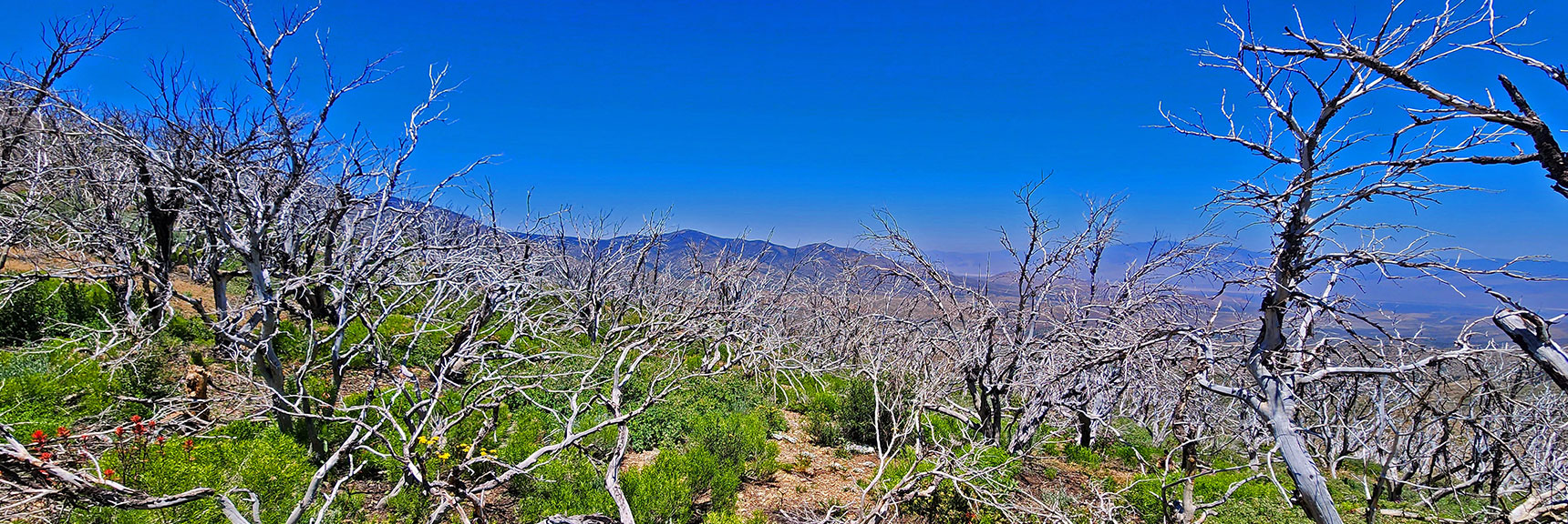Tangle of Pine and Mountain Mahogany Skeletons to Navigate Through Burn Area | Wilson Ridge Lovell Canyon Loop | Lovell Canyon, Nevada