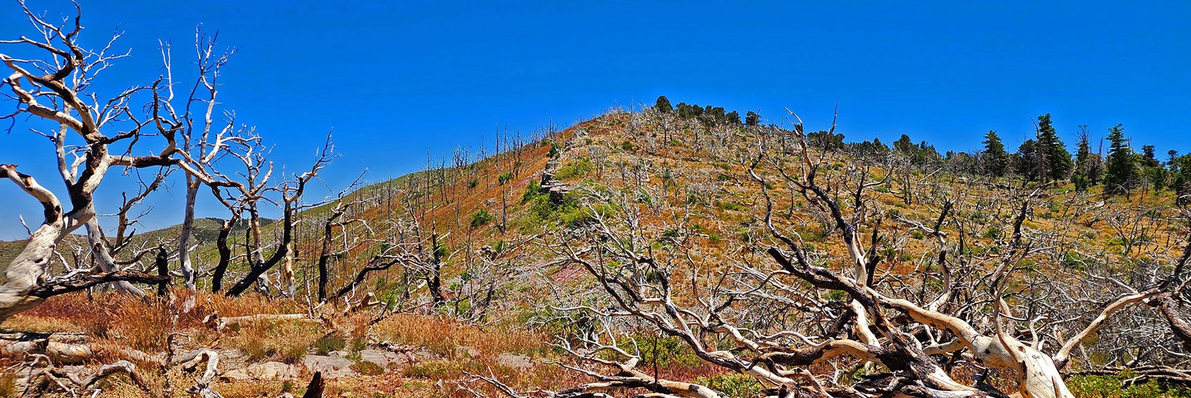 View South up Wilson Ridge | Wilson Ridge Lovell Canyon Loop | Lovell Canyon, Nevada