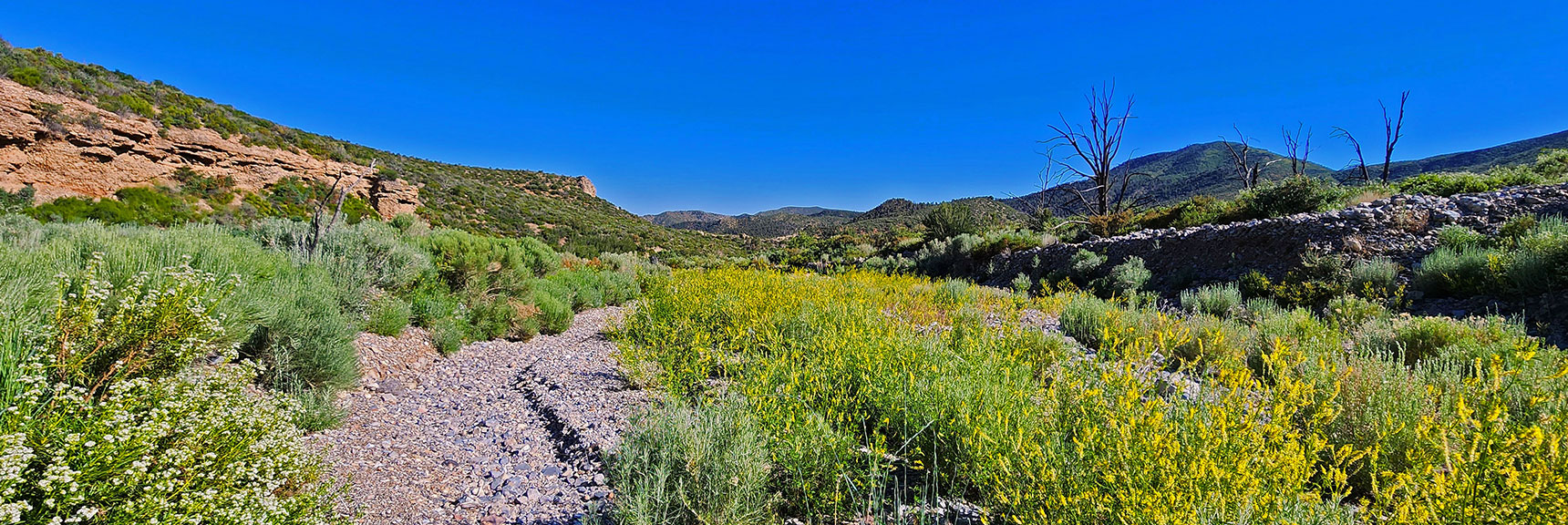 Down-Canyon View, Fields of Flowers Carpet the Wash. | Wilson Ridge Lovell Canyon Loop | Lovell Canyon, Nevada