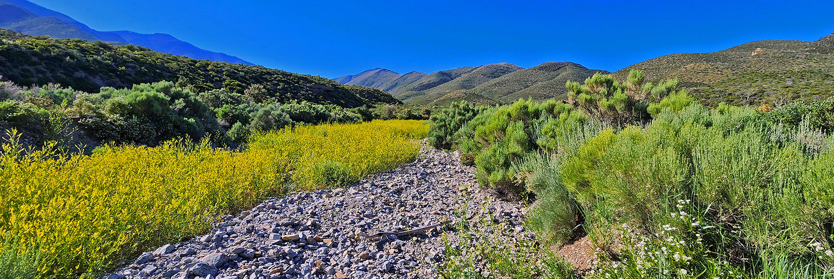 Wildflower Carpeted Wash. Wilson Ridge Ascending to Harris Mountain (right). | Wilson Ridge Lovell Canyon Loop | Lovell Canyon, Nevada