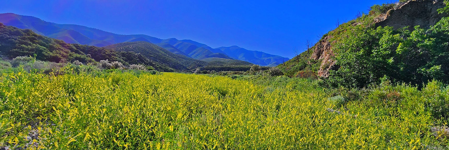 Wildflowers Continue Non-Stop Along the Canyon Base. | Wilson Ridge Lovell Canyon Loop | Lovell Canyon, Nevada