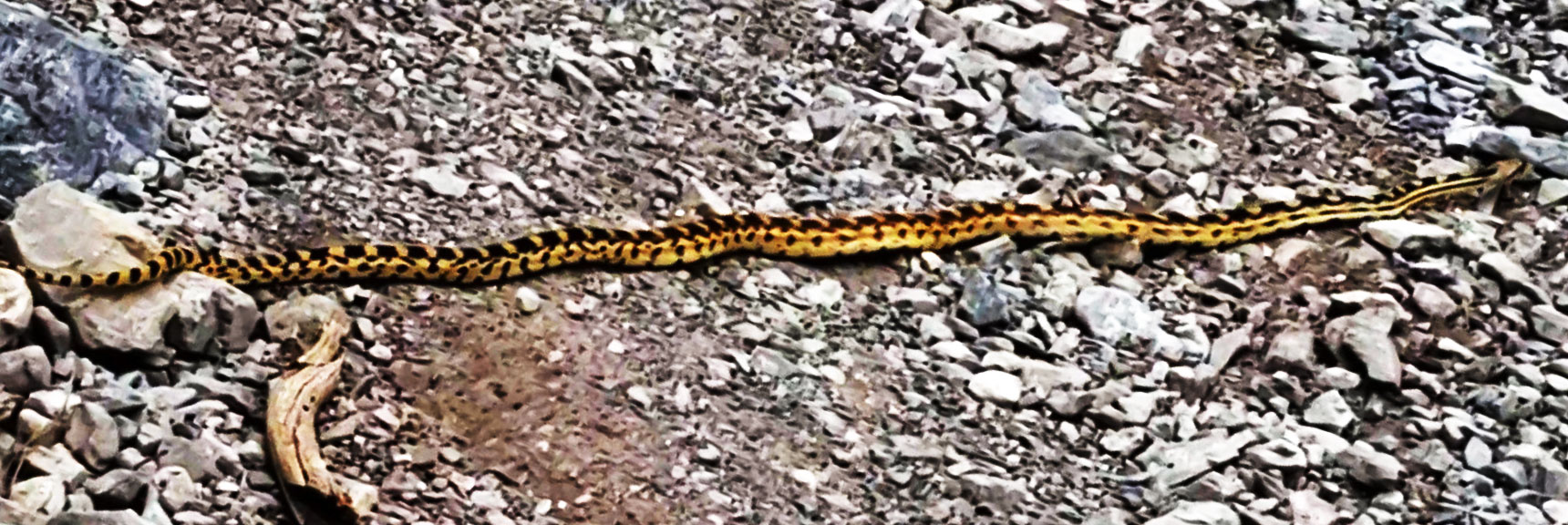 Western Gopher Snake (Blow Snake) (Pituophis catenifer) | Fletcher Canyon, Nevada