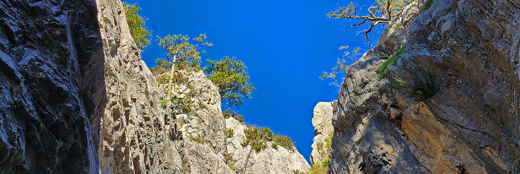 Pines Clinging to Canyon Walls, Creating Bonsai Art. | Fletcher Canyon / Fletcher Peak / Cockscomb Ridge Circuit | Mt. Charleston Wilderness | Spring Mountains, Nevada