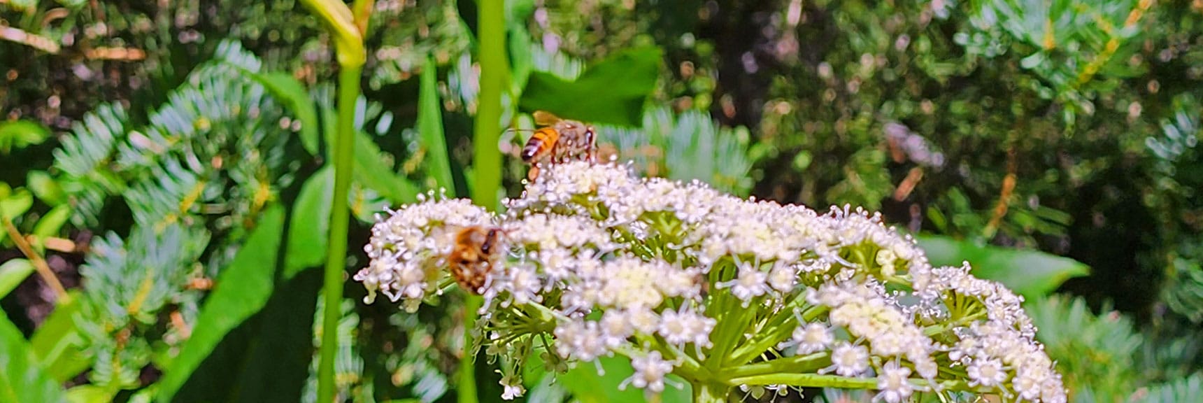 Bees Enjoying Spring Flowers in Late July | Fletcher Canyon / Fletcher Peak / Cockscomb Ridge Circuit | Mt. Charleston Wilderness | Spring Mountains, Nevada